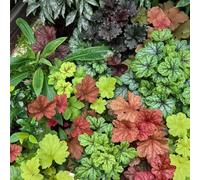 Semi di Heuchera Bells da ombra prodotti sostenibili d'appartamento semi di vecchie varietà verdi decorazione da giardino per esterni balcone decorazione 200pcs