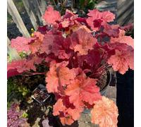 Semi di Heuchera Bells semi di decorazione da giardino per esterni verdi regali per giardinieri vecchie varietà esotiche decorazione del soggiorno d'appartamento 100pcs