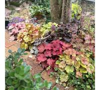 Semi di Heuchera, esotiche resistenti di campane viola, del giardino semi di varietà antiche Le da giardino sono perenni 200pcs