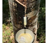 Semi di Hevea brasiliensis regali sostenibili verdi comprare da giardino comprare semi di un da balcone semi esotici 9pcs