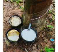 Semi di Hevea brasiliensis - semi di sempreverdi resistenti vecchie varietà esotici resistenti per il giardino verdi 4pcs