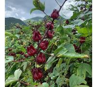 Semi di Hibiscus sabdariffa, semi di come per gli ospiti perenni rare decorazione da giardino per esterni da giardino roccioso 10pcs