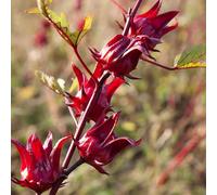 Semi di Hibiscus sabdariffa, semi di selvatici decorazione floreale serre da balcone regali per gli amanti del giardino da giardino roccioso resistenti semi di come 120pcs
