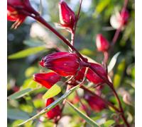 semi di Hibiscus sabdariffa, varietà antiche, rare per i luoghi soleggiati resistenti farfalla primaverili decorazione organica 85pcs