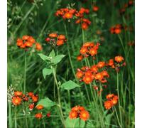 Semi di Hieracium, copertura del terreno decorazioni giardino per esterni resistenti per giardini rocciosi balcone i luoghi soleggiati organico raro 100pcs