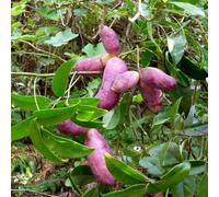 Semi di Holboellia latifolia - frutteto serre da balcone resistenti per il giardino semi di da frutto colonnari esotiche acquistarere da frutto vecchie 25pcs