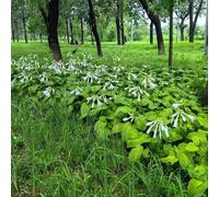 semi di hosta balcone Aiuole rialzate per il giardino varietà antiche biologiche sul resistenti, adatte al pieno sole, serre raro 350pcs