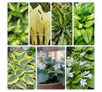 Semi di Hosta - balcone funky, rare rampicanti all'aperto serre balcone Aiuole rialzate per il giardino sul, 800pcs