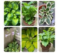 semi di hosta, decorazione da giardino per esterni Hosta plantaginea, vecchie varietà di da balcone selvatici regali sostenibili esotiche 400pcs