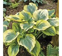 semi di hosta - Giardino con arredamento giardino semi balcone con letti elevati balcone primavera coperto 650pcs