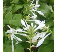 Semi di Hosta - interno funky, tappezzante resistente rare rampicanti balcone d'appartamento esotiche interna Aiuole rialzate per 150pcs