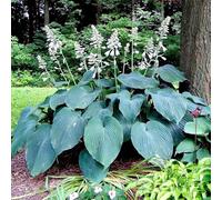 Semi di Hosta - resistenti all'esterno Le perenni sono semi di varietà antiche 100pcs