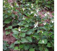 Semi di Houttuynia Cordata, copertura del terreno, perenne selvatiche semi di culinarie semi di medicinali rare 50pcs