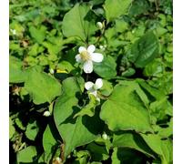 Semi di Houttuynia Cordata, copertura del terreno, perenne semi di medicinali del giardino sementi biologiche 200pcs
