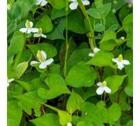 Semi di Houttuynia Cordata, cucina del giardino Semi di perenni rare semi di medicinali del giardino 80pcs