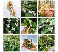 Semi di Houttuynia Cordata, cucina dell'orto le da giardino roccioso sono resistenti erbacee, biologiche del giardino 350pcs