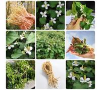 Semi di Houttuynia Cordata, culinarie erbacee, sementi biologiche copertura del terreno, perenne cucina del giardino vegetali 250pcs