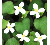 Semi di Houttuynia cordata da balcone selvatiche verdi esotico aromatiche da cucina vecchie varietà medicinali prodotti sostenibili raro per giardino di 500pcs