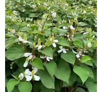 Semi di Houttuynia Cordata, Le da giardino roccioso sono resistenti vegetali, da giardino copertura del terreno perenne 150pcs