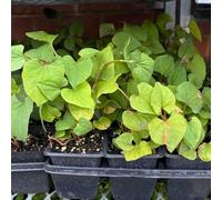 Semi di Houttuynia cordata - prodotti sostenibili balcone serra semi di selvatiche da cucina resistenti 100pcs