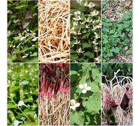 Semi di Houttuynia - Specie serrale di varietà tradizionali antiche ombra resistente decorazione 125pcs