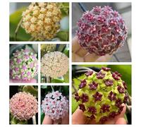 semi di hoya balcone con interna Giardino roccioso, resistenti per il pieno sole Aiuole rialzate giardino biologici esterno 650pcs