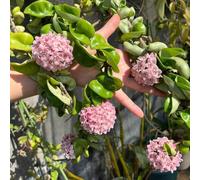 Semi di Hoya - da balcone pendenti vecchie varietà serre da balcone per giardinieri raro d'appartamento facili curare estivi semi di rampicanti 800pcs