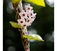 Semi di Hoya - d'appartamento facili da curare serre da balcone vecchie varietà esotico semi di selvatici raro rampicanti resistenti balcone per i luoghi 550pcs