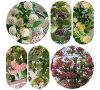 semi di hoya - giardino biologici per esterno Vecchie varietà resistenti decorative roccioso raro 250pcs
