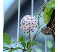 Semi di Hoya - pendenti da balcone decorazione floreale rampicanti resistenti per giardinieri semi di selvatici arredamento del soggiorno per i luoghi 750pcs