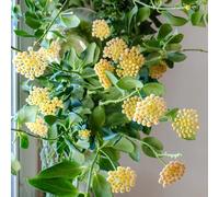 Semi di Hoya, per balcone semi biologici Hoya carnosa, regali insoliti d'appartamento per luoghi soleggiati 150pcs