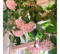 Semi di Hoya - serre da balcone d'appartamento facili da curare estivi pendenti per giardinieri resistenti vecchie varietà per i luoghi soleggiati 300pcs