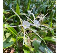 Semi di Hymenocallis littoralis - rare da giardino roccioso resistenti semi di esotiche per il giardino 20pcs