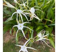 Semi di Hymenocallis littoralis, tappezzanti resistenti da giardino roccioso resistenti per il giardino 35pcs