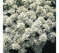 Semi Di Iberis Sempervirens 5 Gr. Piante Selvatiche Garantite