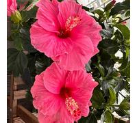 Semi di ibisco - arbusti, vecchie varietà Ibisco siriaco - da esterno resistenti decorativi regali sostenibili perenni regali per gli amanti 20pcs