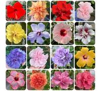 Semi di ibisco - da giardino roccioso resistenti Ibisco siriaco - semi di selvatici perenni 80pcs