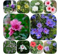 Semi di ibisco - decorazioni giardino per esterni resistenti vecchie varietà copertura del terreno balcone decorazione semi di selvatici 100pcs