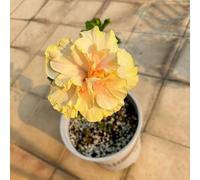 Semi di ibisco - in vaso giardino roccioso recisi balcone con interna biologici per esterno Vecchie varietà 350pcs
