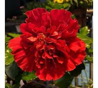 semi di ibisco resistente in vaso da esterno resistenti rare giardino roccioso decorative decorazione 100pcs