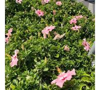 Semi di ibisco - resistenti resistenti per giardini rocciosi semi di per i luoghi soleggiati decorazioni giardino esterni vecchie 200pcs
