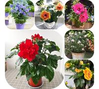 Semi di ibisco - semi di come bomboniera arredamento del soggiorno vecchie varietà selvatici per gli amanti del giardino resistenti per giardini rocciosi 300pcs