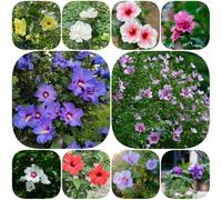 Semi di ibisco - semi di primaverili biologici vecchie varietà esotici resistenti per giardini rocciosi decorazioni giardino per 100pcs
