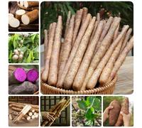 Semi di igname, resistenti per il giardino Dioscorea polistachia, semi biologici Le perenni sono 300pcs