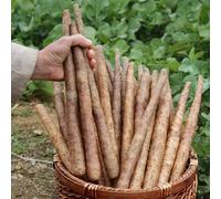 Semi di igname - resistenti per il giardino Dioscorea polystachya - acquistare da orto invernale biologici semi di Balcone 300pcs