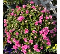 Semi di Impatiens balsamina, da balcone Semi di balsamo dell'Himalaya, da giardino roccioso resistenti da giardino resistenti per il 120pcs