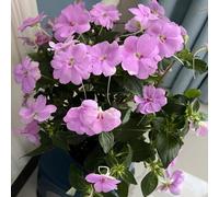 Semi di Impatiens balsamina, da balcone Semi di balsamo dell'Himalaya, resistenti per il giardino da giardino resistenti perenni per luoghi soleggiati 150pcs