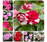 Semi di Impatiens balsamina, decorazione soggiorno Semi di balsamo dell'Himalaya, giardino resistenti per il giardino da giardino resistenti perenni copertura del 500pcs