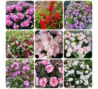Semi di Impatiens balsamina, giardino Semi di balsamo dell'Himalaya, decorazione soggiorno per luoghi soleggiati da esterno resistenti 350pcs