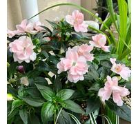 Semi di Impatiens balsamina, per gli ospiti con semi di balsamo dell'Himalaya, resistenti per il giardino per luoghi soleggiati rare 500pcs